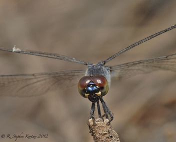 Erythrodiplax berenice, male